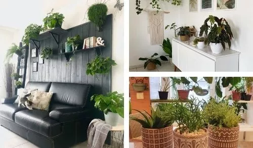 Add Plants to Decor