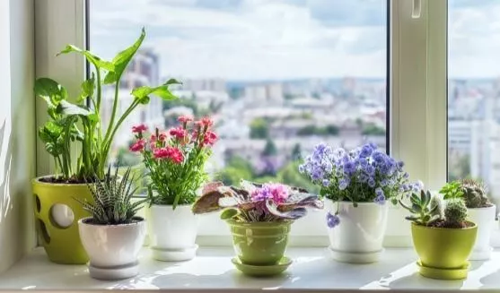 Put plants on your window