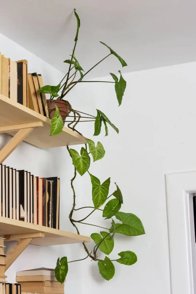 Entryway Book Shelves