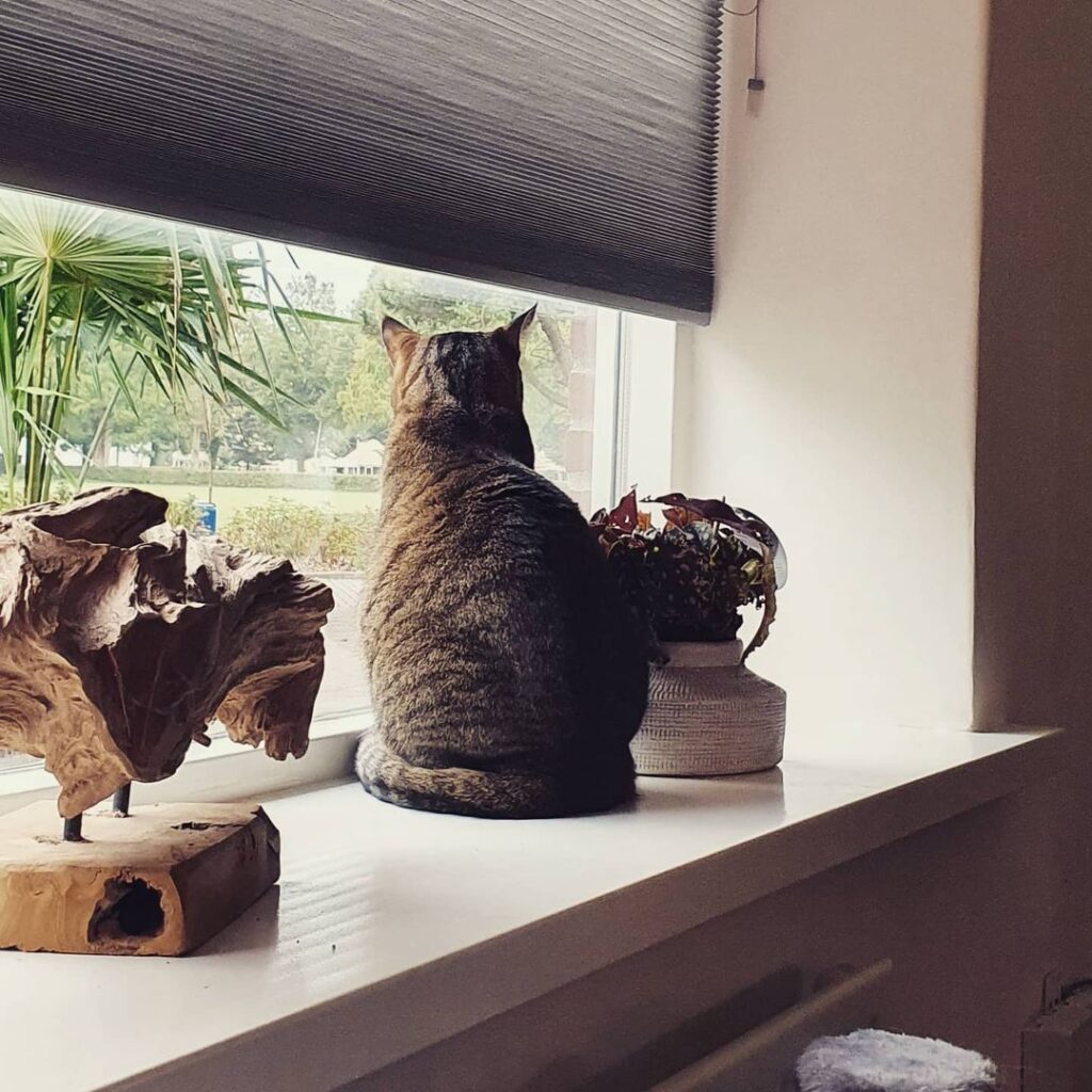 Cat Nook in Windowsill