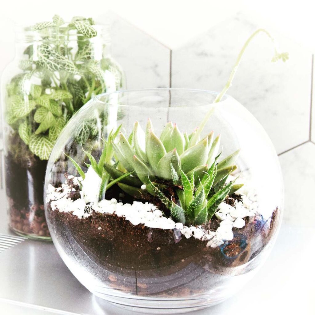 DIY terrarium