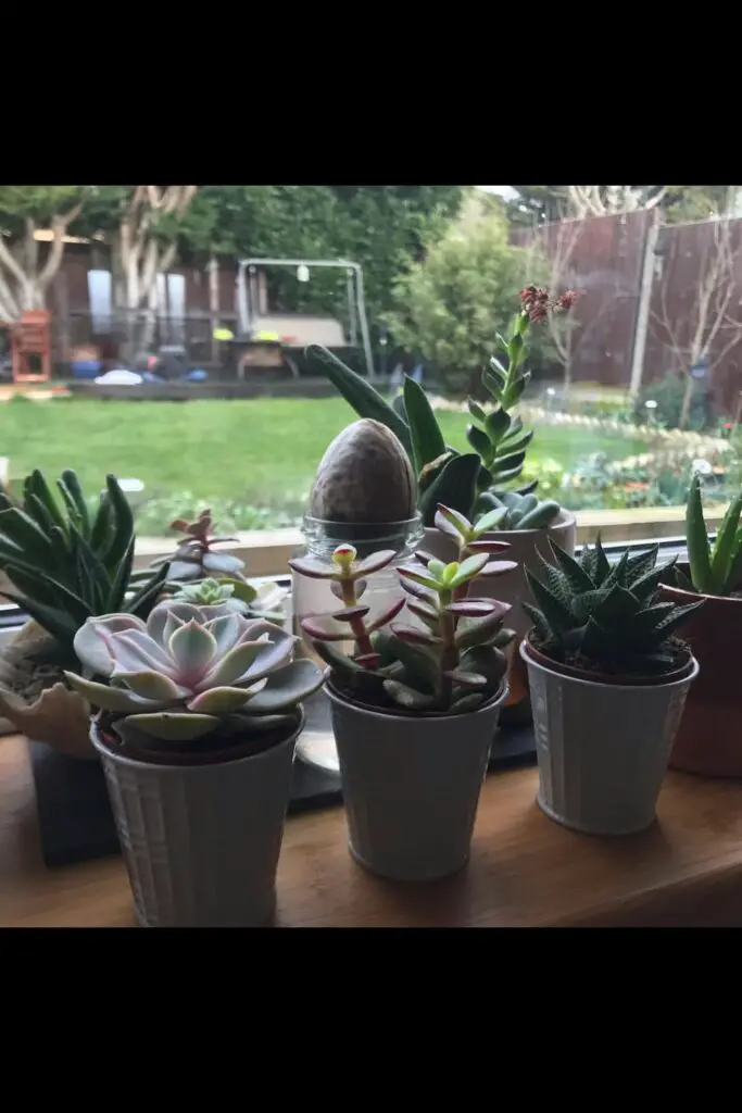 succulent sanctuary