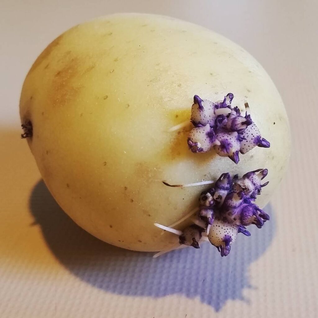 Prevent Potatoes from Sprouting with an Apple